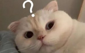 跟女生聊天必备表情包，增加和女生聊天的乐趣-恋爱至上