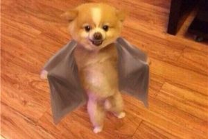 聊天撩妹表情包，宅男追女生必备！-恋爱至上