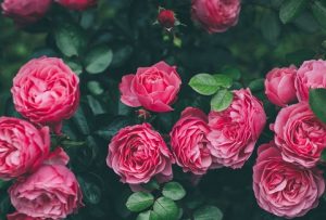 第一次约会送花指南-恋爱至上