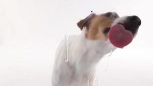 为什么舔狗舔到最后一无所有？舔狗失败的真正原因是什么？-恋爱至上