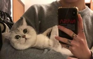 什么是猫系男生？如何养成猫系性格男生-恋爱至上