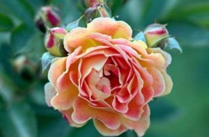 为什么大龄剩男很难快速找对象结婚？-恋爱至上